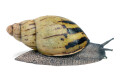 Archachatina camerunensis Cameroon adult